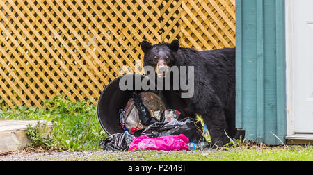 Schwarzer Bär auf der Suche nach Nahrung in Mülltonne, lustige Tiere, Wildtiere in der Stadt Stockfoto