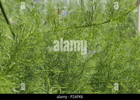 Spignel (Meum athamanticum), Bayern, Deutschland, Europa Stockfoto