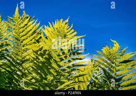 Gemeinsamen männlichen Farne (Dryopteris filix-mas), Bayern, Deutschland, Europa Stockfoto