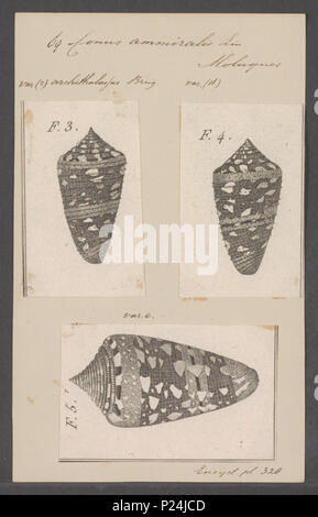 . Conus ammiralis 66 Conus ammiralis - Drucken - Iconographia Zoologica - Sondersammlungen Universität Amsterdam - UBAINV 0274 086 07 0007 Stockfoto