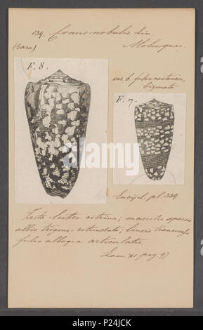 . Conus nobulis 67 Conus nobulis - Drucken - Iconographia Zoologica - Sondersammlungen Universität Amsterdam - UBAINV 0274 086 07 0012 Stockfoto