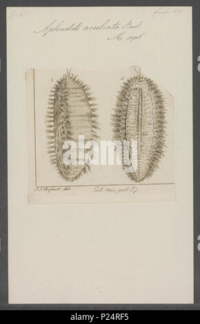 . Aphrodite aculeata 20 Aphrodite aculeata - Drucken - Iconographia Zoologica - Sondersammlungen Universität Amsterdam - UBAINV 0274 102 02 0004 Stockfoto