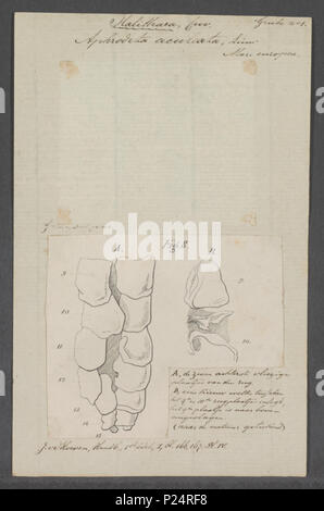 . Aphrodite aculeata 20 Aphrodite aculeata - Drucken - Iconographia Zoologica - Sondersammlungen Universität Amsterdam - UBAINV 0274 102 02 0006 Stockfoto