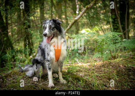 Roki heraus auf einem Spaziergang heute rockt ist neu orange Kabelbaum (es passt sein neues Halsband und Leine, dass wir Ihn in Utah erhielt). Er hatte eine tolle Zeit in den Wäldern Stockfoto