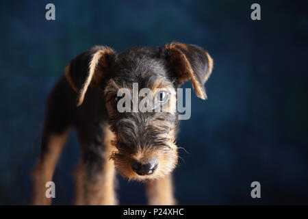Airedale Welpen an Kamera suchen Stockfoto
