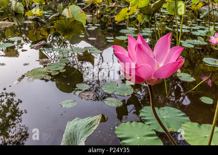 Blühende Seerose pink in einem tropischen Teich. Die grünen Blätter schwimmen auf der Oberfläche. Ubud, Bali, 14. April 2018 Stockfoto