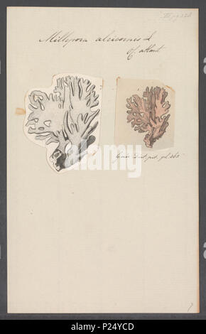 . Millepora alcicornis 193 Millepora alcicornis - Drucken - Iconographia Zoologica - Sondersammlungen Universität Amsterdam - UBAINV 0274 111 07 0004 Stockfoto