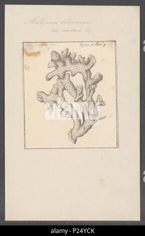 . Millepora alcicornis 193 Millepora alcicornis - Drucken - Iconographia Zoologica - Sondersammlungen Universität Amsterdam - UBAINV 0274 111 07 0010 Stockfoto