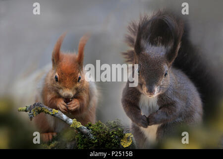Rot und Schwarz Eichhörnchen mit Verschlucken, Sciurus vulgaris, Bayern, Deutschland, Europa Stockfoto
