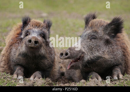 Zwei Wildschweine, Sus scrofa, Porträt, lustig, humorvoll Stockfoto