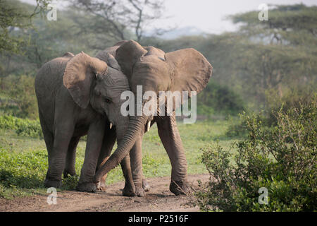 Zwei junge afrikanische Elefanten, Loxodonta africana, verliert, Buschland, Tansania, Ostafrika Stockfoto