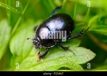 Wald Mistkäfer, Anoplotrupes stercorosus Stockfoto