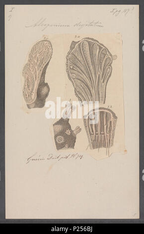 . Alcyonium Digitatum 14 Alcyonium digitatum - Drucken - Iconographia Zoologica - Sondersammlungen Universität Amsterdam - UBAINV 0274 109 01 0010 Stockfoto