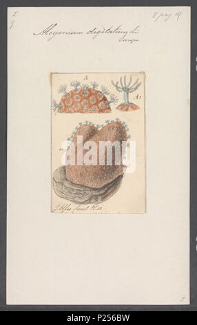 . Alcyonium Digitatum 14 Alcyonium digitatum - Drucken - Iconographia Zoologica - Sondersammlungen Universität Amsterdam - UBAINV 0274 109 01 0011 Stockfoto