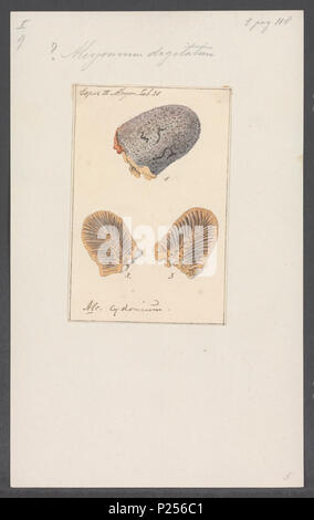 . Alcyonium Digitatum 14 Alcyonium digitatum - Drucken - Iconographia Zoologica - Sondersammlungen Universität Amsterdam - UBAINV 0274 109 01 0013 Stockfoto