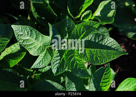Die grünen Blätter der gekeimte Kartoffeln schliessen Stockfoto