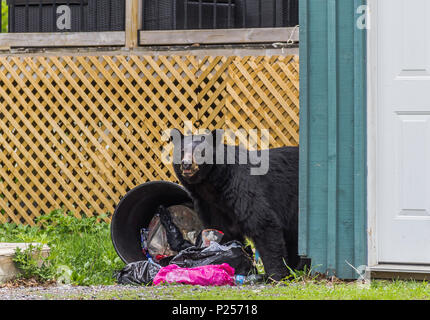 Schwarzer Bär auf der Suche nach Nahrung in Mülltonne, lustige Tiere, Wildtiere in der Stadt Stockfoto