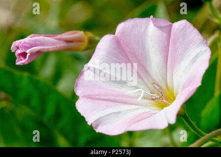 Acker-winde (Convolvulus arvensis), Nahaufnahme, wie eine einzelne Blume mit einer ungeöffneten Bud im Hintergrund. Stockfoto