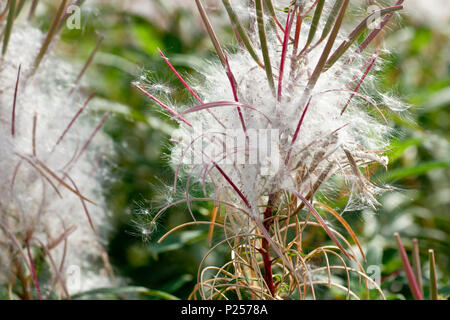 Rosebay Willowherb in Samen (Chamerion, Chamaenerion oder epilobium angustifolium), Nahaufnahme mit Details der Samen. Stockfoto