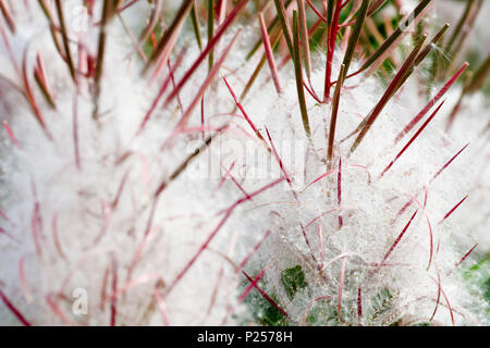 Rosebay Willowherb in Samen (Chamerion, Chamaenerion oder epilobium angustifolium), Nahaufnahme mit Details der Samen. Stockfoto