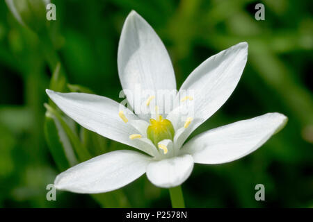 Star Of Bethlehem (ornithogalum umbellatum), der eine einzelne Blume vor grünem Hintergrund schliessen. Stockfoto