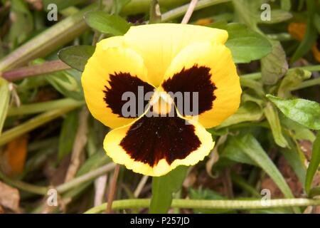 Ein gelbes Stiefmütterchen, auch als Stiefmütterchen und Viola tricolor hortensis bekannt, ist eine Hybrid-Anlage Stockfoto