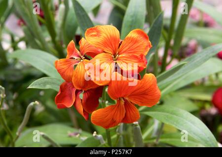 Orange Erysimum capitatum, auch bekannt als sanddune Mauerblümchen oder westlichen Mauerblümchen Stockfoto