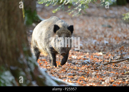 Wald, Wildschwein, Sus scrofa Scrofa, Stockfoto