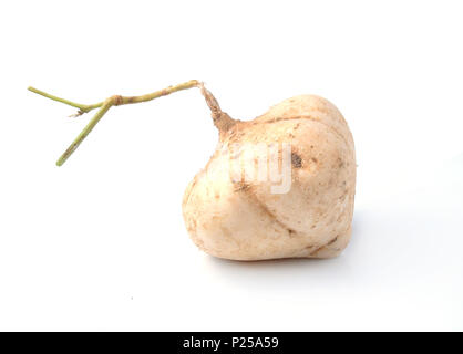 Jicama auf weißem Hintergrund Stockfoto