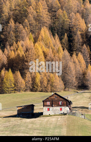 Die Hütte und den Wald im Herbst, Livigno, Provinz von Sondrio, Valtellina, Lombardei, Italien, Europa Stockfoto