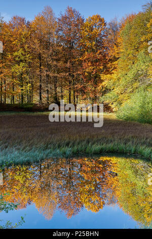 Bäume im See spiegeln, Reggio Emilia Provinz, Emilia Romagna, Italien, Europa Stockfoto