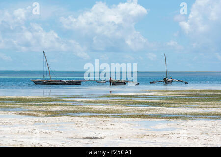 Osten Afrika, Tansania, Sansibar, Kiwengwa Beach an einem Sommertag bei Ebbe. Stockfoto