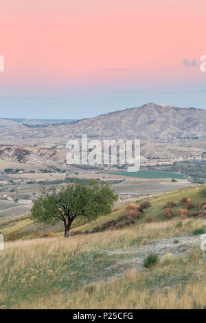 Ein Olivenbaum mit Pisticci im Hintergrund und seine typische Landschaft in der Dämmerung, rotondella Vecchia, Matera, Basilikata, Italien, Europa Stockfoto