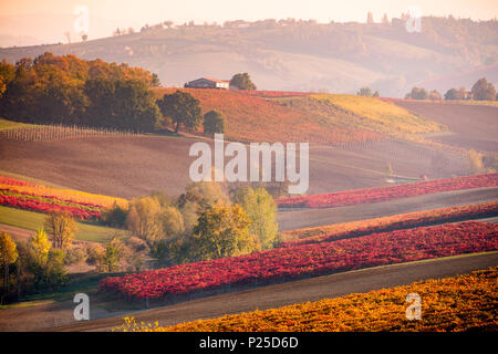 Lambrusco Grasparossa Weinberge im Herbst. Castelvetro di Modena, Emilia Romagna, Italien Stockfoto