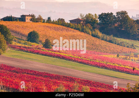 Lambrusco Grasparossa Weinberge im Herbst. Castelvetro di Modena, Emilia Romagna, Italien Stockfoto