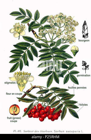 . Sorbus aucuparia L. vom 31. Januar 2001. Amédée Masclef (1858-) Alternative Namen Masclef Beschreibung französischer Botaniker Geburtsdatum / Tod 1858 19.. Kontrolle: Q 18507759 VIAF: 233362923 ISNI: 0000 00036757 1587 88663684 LCCN: n Botaniker: Masclef SUDOC: 035266805 WorldCat 1 113 Sorbus aucuparia L Stockfoto