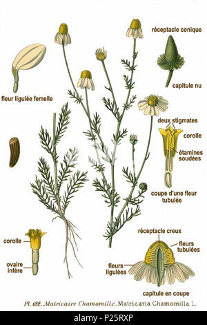 . Matricaria Chamomilla L. vom 31. Januar 2001. Amédée Masclef (1858-) Alternative Namen Masclef Beschreibung französischer Botaniker Geburtsdatum / Tod 1858 19.. Kontrolle: Q 18507759 VIAF: 233362923 ISNI: 0000 00036757 1587 88663684 LCCN: n Botaniker: Masclef SUDOC: 035266805 WorldCat 2 182 Matricaria Chamomilla L Stockfoto