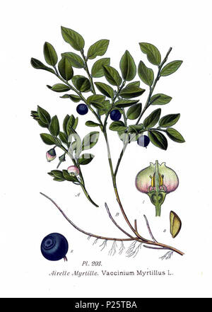 . Vaccinum Myrtillus L. vom 31. Januar 2001. Amédée Masclef (1858-) Alternative Namen Masclef Beschreibung französischer Botaniker Geburtsdatum / Tod 1858 19.. Kontrolle: Q 18507759 VIAF: 233362923 ISNI: 0000 00036757 1587 88663684 LCCN: n Botaniker: Masclef SUDOC: 035266805 WorldCat 3 203 Vaccinum myrtillus L Stockfoto
