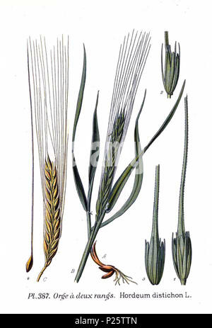 . Hordeum distichon L. vom 31. Januar 2001. Amédée Masclef (1858-) Alternative Namen Masclef Beschreibung französischer Botaniker Geburtsdatum / Tod 1858 19.. Kontrolle: Q 18507759 VIAF: 233362923 ISNI: 0000 00036757 1587 88663684 LCCN: n Botaniker: Masclef SUDOC: 035266805 WorldCat 4 387 Hordeum distichon L Stockfoto