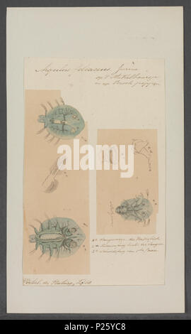 . Argulus Foliaceus 22 Argulus foliaceus - Drucken - Iconographia Zoologica - Sondersammlungen Universität Amsterdam - UBAINV 0274 100 03 0004 Stockfoto