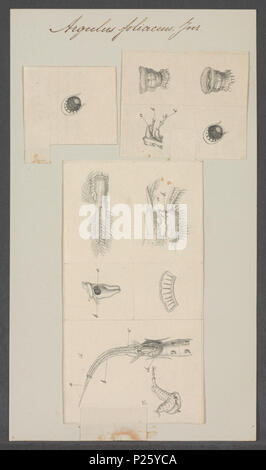 . Argulus Foliaceus 22 Argulus foliaceus - Drucken - Iconographia Zoologica - Sondersammlungen Universität Amsterdam - UBAINV 0274 100 03 0005 Stockfoto