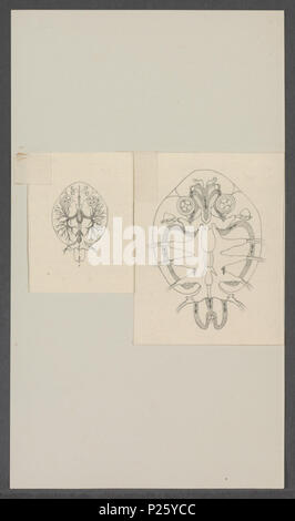 . Argulus foliaceus - DOORSNEDE 22 Argulus foliaceus - DOORSNEDE - Drucken - Iconographia Zoologica - Sondersammlungen Universität Amsterdam - UBAINV 0274 100 03 0006 Stockfoto