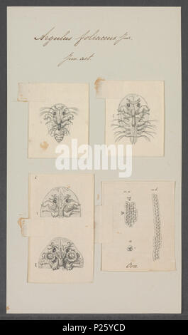 . Argulus Foliaceus 22 Argulus foliaceus - Drucken - Iconographia Zoologica - Sondersammlungen Universität Amsterdam - UBAINV 0274 100 03 0007 Stockfoto