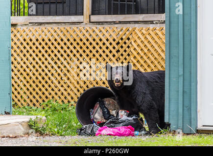 Schwarzer Bär auf der Suche nach Nahrung in Mülltonne, lustige Tiere, wild lebende Tiere und Pflanzen Stockfoto