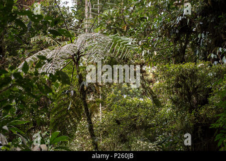 Baumfarn, Cyathea bicrenata, Cyatheaceae, Monteverde Cloud Forest Reserve, Costa Rica Stockfoto