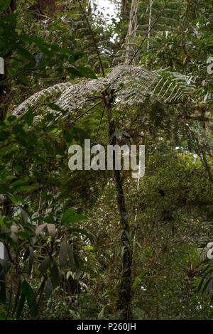 Baumfarn, Cyathea bicrenata, Cyatheaceae, Monteverde Cloud Forest Reserve, Costa Rica Stockfoto