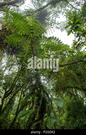 Baumfarn, Cyathea bicrenata, Cyatheaceae, Santa Elena Cloud Forest Reserve, Costa Rica, Centroamerica Stockfoto