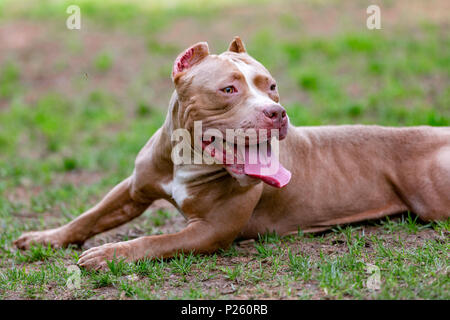 Kämpfende Hund im Park spazieren, Bull Stockfoto