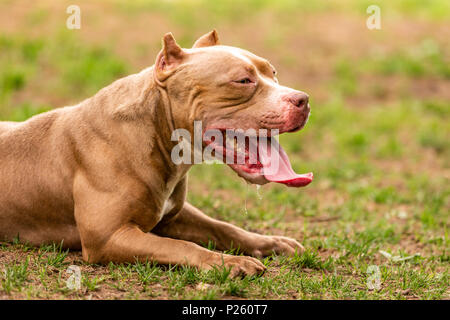 Kämpfende Hund im Park spazieren, Bull Stockfoto