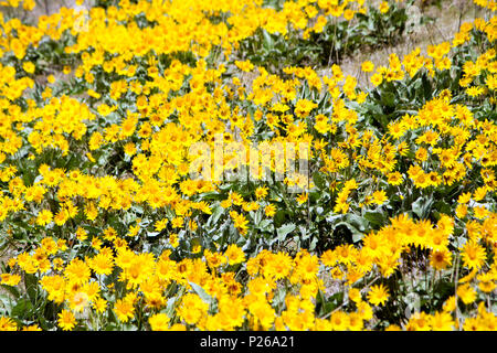 Ein wirkliches Zeichen des Frühlings im Okanagan Valley ist die Entstehung der wilden Arrowleaf Balsamroot Blumen (Balsamorhiza sagittata), auch bekannt als der Oka Stockfoto